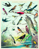 Audubon birds puzzle assembled. Over 20 birds perched or in flight.