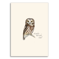 Note card with Sibley saw-whet owl illustration.