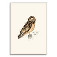 Note card with Sibley long-eared owl illustration.