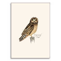 Note card with Sibley long-eared owl illustration.