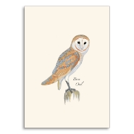 Note card with Sibley barn owl illustration.