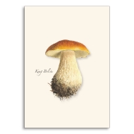 Note card with color illustration of the king bolete mushroom.