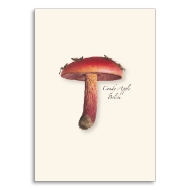 Note card with color illustration of the candy apple bolete mushroom.