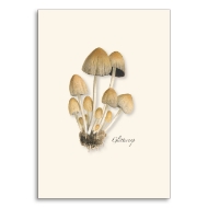 Note card with color illustration of the glitter cap mushroom.