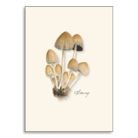 Note card with color illustration of the glitter cap mushroom.