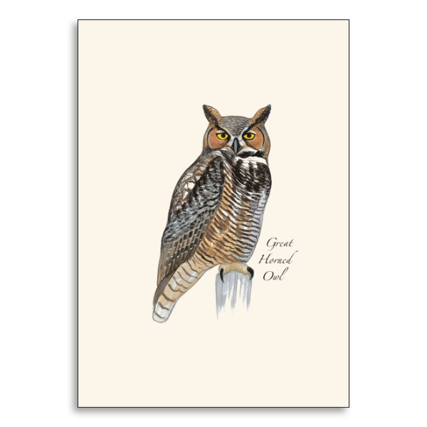 Color illustration of a great horned owl printed on ivory tone card stock. 