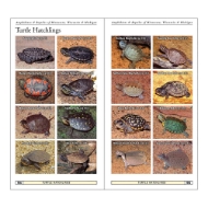 Page sample of "Amphibians and Reptiles" showing 16 color pictures of different turtle hatchlings. Each photo is labeled.   