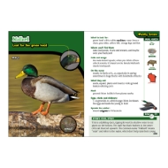 Inside book page featuring an image of a Mallard duck with various graphics and information regarding the bird. 