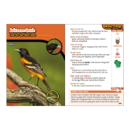 Inside book page featuring an image of a Baltimore Oriole with various graphics and information about the bird. 