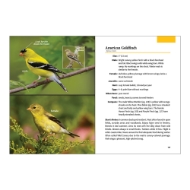 Inside look at "Birding for Beginners - Midwest" with 2 photos of goldfinches on the left and a page of desription on the right.