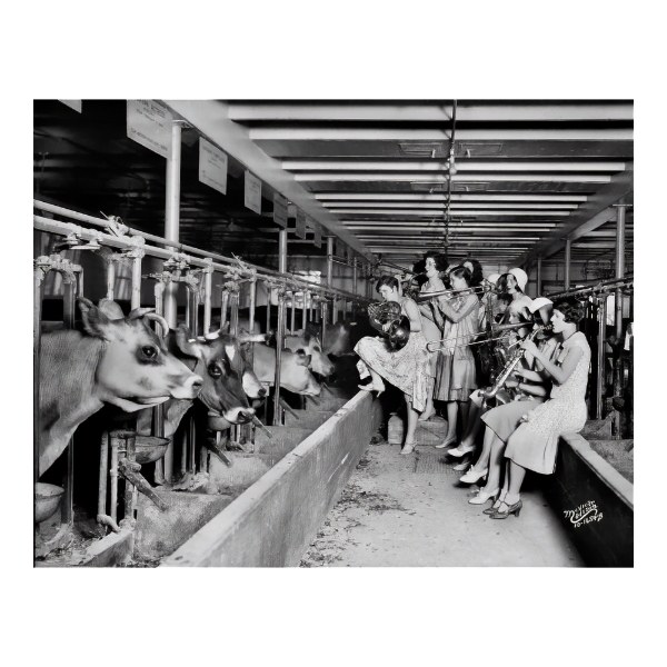 Black and white photo taken inside a dairy barn. A musical group of young women wearing dresses play horns to an audience of feeding cows. 