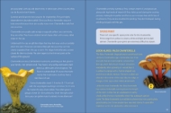 Sample page from "Start Mushrooming" by Stan Tekiela with two color photos of mushrooms and several paragraphs of descriptive text. 