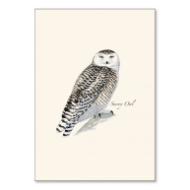 Note card with illustration of a snowy owl as painted by Sibley.