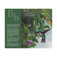 Sample page from "F is for Feathers" with color illustration humming bird with beak in flower and text that begins, "B is for Beak..."