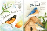 Inside sample of "Drawn to Birds" with full page illustration oriole and habitat on left and full page illustration of two eastern bluebirds and bird house on right.