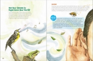 Inside sample of "Nature Explorer" book for young readers. Page on left with tips for using the senses and illustration of singing bird. Page on right with tips for using hearing in observing nature.