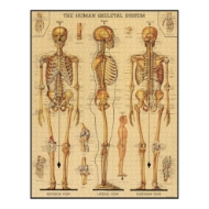 The Skeletal System Vintage Puzzle 1000 Piece Poster