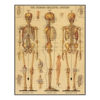 The Skeletal System Vintage Puzzle 1000 Piece Poster