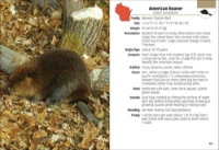 Page sample from "Mammals of Wisconsin" Field Guide showing a page about the American beaver.