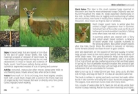 Page sample from "Mammals of Wisconsin" Field Guide showing page 294-295 about the White-tailed deer.